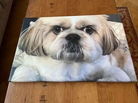 Photo of free Canvas print if a Shitzu (Broomfield CM1) #1
