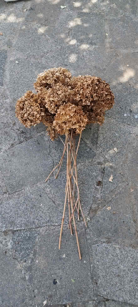 Photo of free Dried hydrangea (Poolbrook WR14) #1