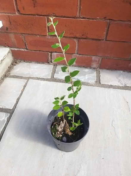 Photo of free Cotoniaster plant (Penwortham PR1) #1