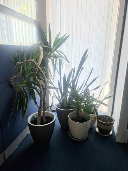Photo of free House Plants (Six Cross Rds Waterford) #1