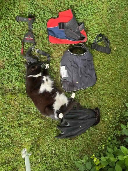 Photo of free Dog items (Lingen SY7) #1