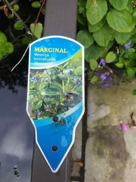 Photo of free Pond Plant Cuttings (Penwortham PR1) #2