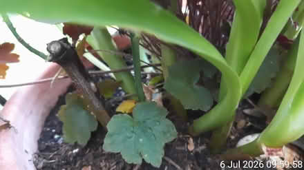 Photo of free Outdoor plants in Ø40cm pot HEAVY⚠️ (Edgwarebury Lane) #3
