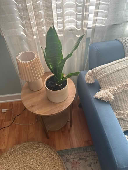 Photo of free Snake plant and pot (La grange il) #1