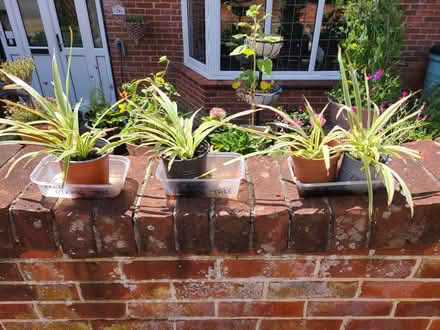 Photo of free Spider plants (Cosham PO6) #1