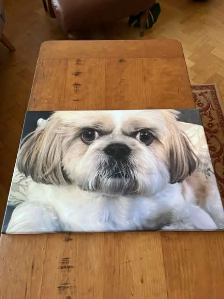 Photo of free Canvas print if a Shitzu (Broomfield CM1) #2