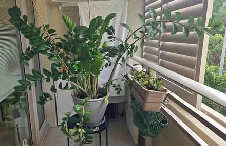 Photo of free For Plant Lovers: Large ZZ Plant (Pyrmont) #2
