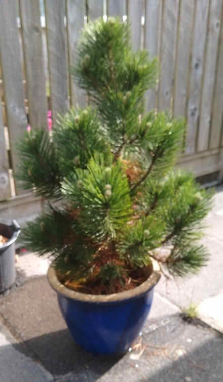 Photo of free Pine tree in Blue Pot (St Austell) #1