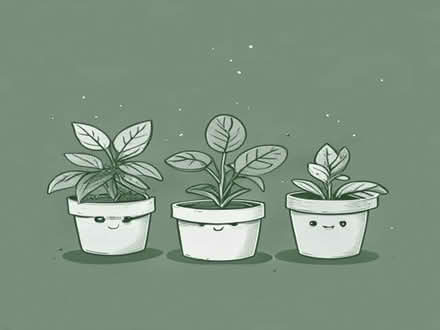 Photo of free 3 Swiss Chees House plants (Penwortham PR1) #1