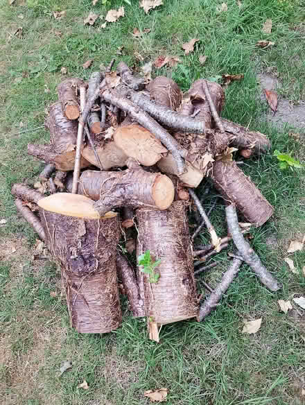 Photo of free Wood - Logs (Parson's Heath CO4) #2