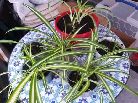 Photo of free Spider plants (Penwortham PR1) #1
