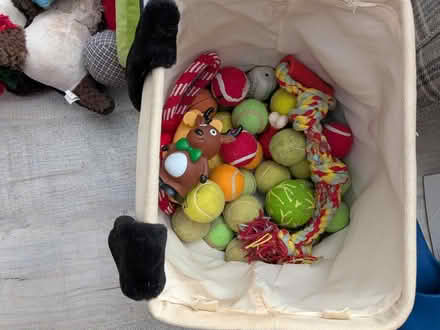 Photo of free Dog toys (Stenson Fields Derby) #2