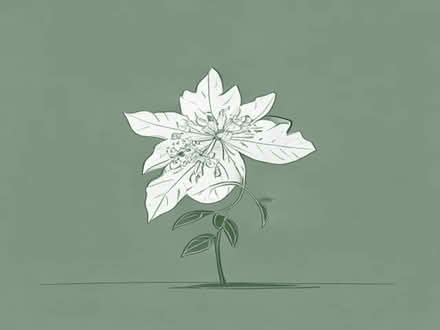 Photo of free Clematis Vitalba (Wimbledon Village SW19) #1