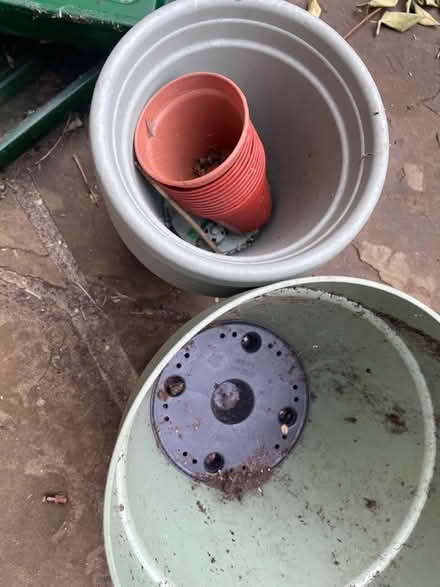 Photo of free Gardening pots and trays (Greenwich SE10) #3