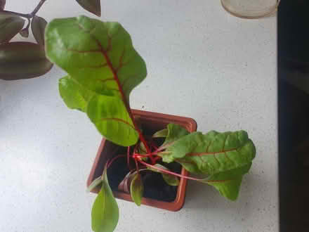Photo of free Plants (Greenford UB5) #3