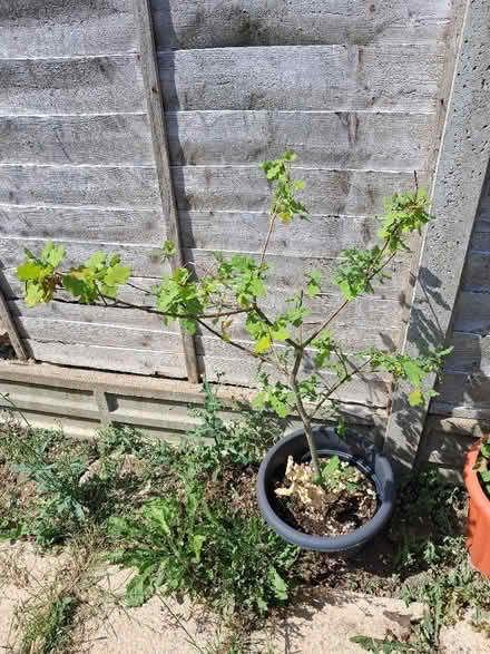 Photo of free Young oak tree in a pot (Goldington MK41) #1