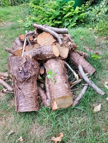 Photo of free Wood - Logs (Parson's Heath CO4) #1