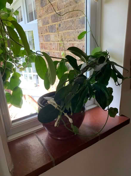 Photo of free Stephanotis plant (Henfield BN5) #1