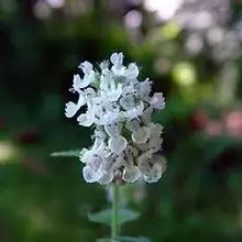 Photo of free Catnip Plant (Orgreave S13) #1