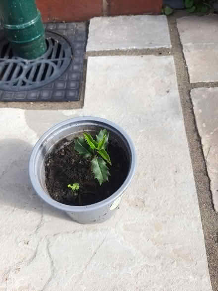 Photo of free Holly plant (Penwortham PR1) #1