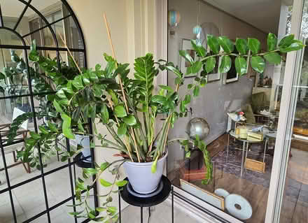 Photo of free For Plant Lovers: Large ZZ Plant (Pyrmont) #1
