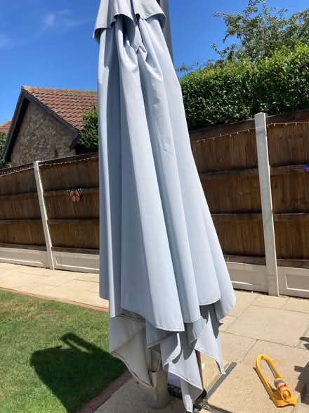 Photo of free Green Hatfield’s Parasol (Parson's Heath CO4) #2