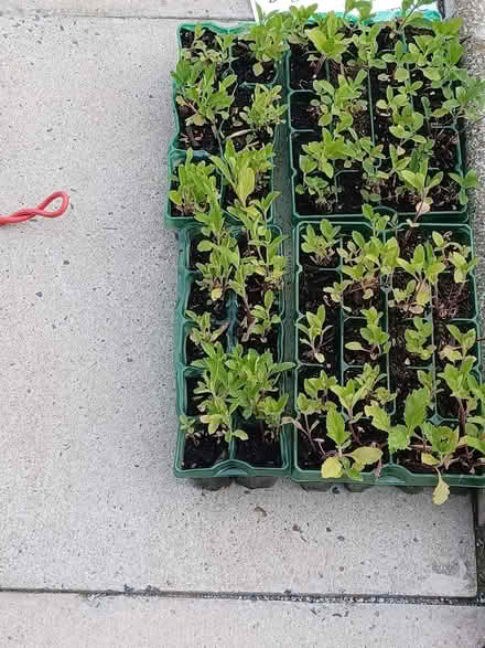 Photo of free plants - purple verbena (Chorley PR7) #1