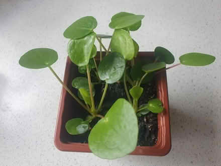 Photo of free Plants (Greenford UB5) #2