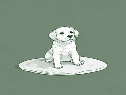 Photo of Puppy pads (Armley LS12) #1