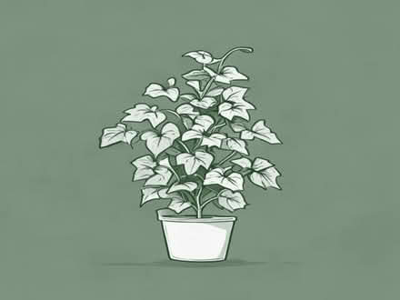 Photo of free Large Variegated Ivy Plant (Kirby Cane NR35) #1
