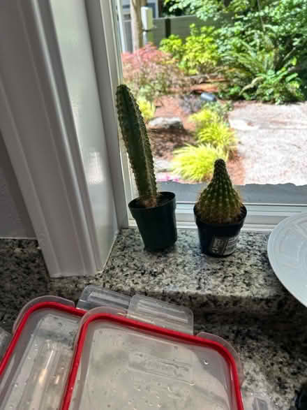 Photo of free plants (Lake Forest Park) #2