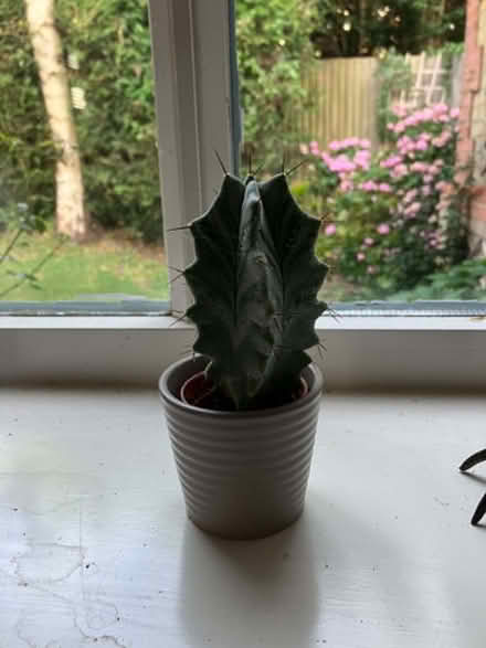 Photo of free Cute mini cactus in pot (Goffs Oak EN7) #1