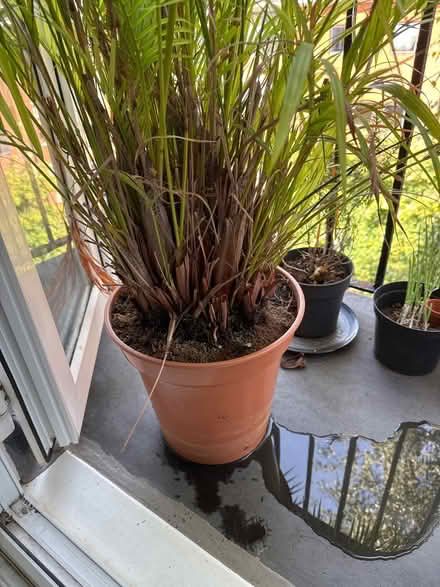 Photo of Bucket or big plant pot (Hackney E8) #1
