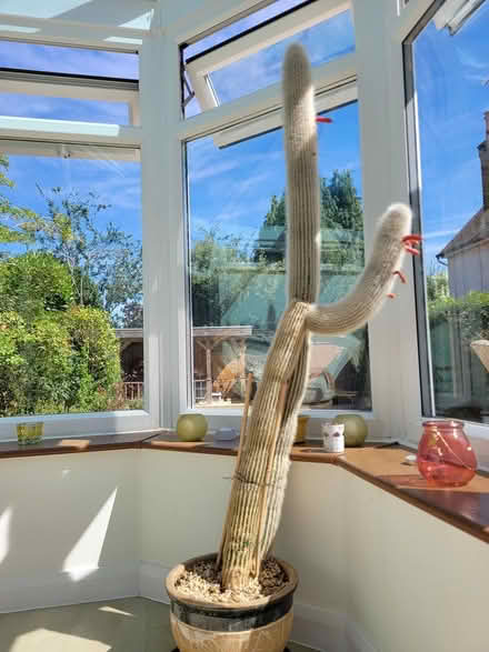 Photo of free Silver Torch cactus 5ft Hitchin (Hitchin SG5) #1