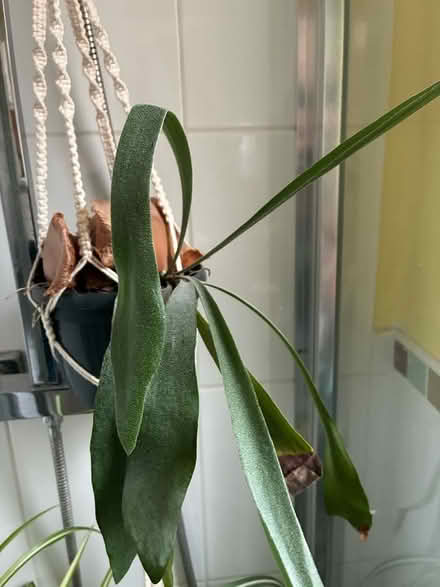 Photo of free Plant (Prestonfield EH16) #1