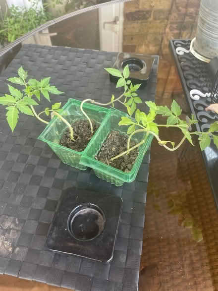 Photo of free 4 tomato plants (Welling DA16) #1