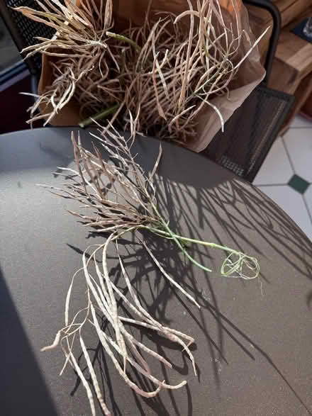 Photo of free Cavalo Nero (black kale) seeds (Gleneagles area, Wboro NN8) #2