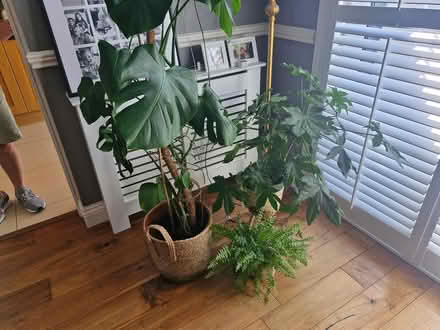 Photo of free House plants (Donnybrook douglas cork) #1