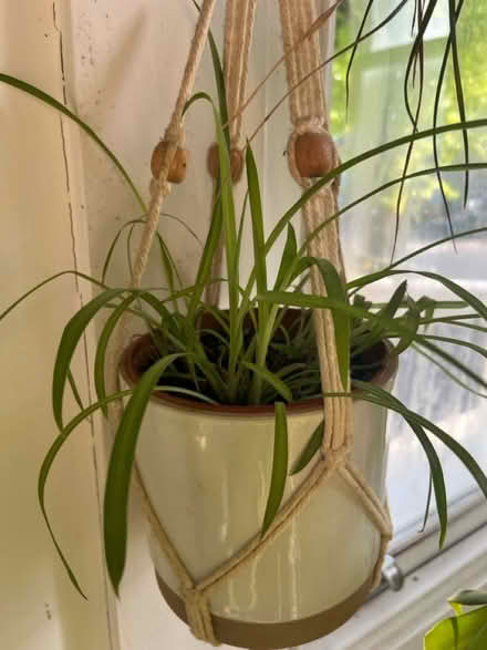 Photo of free Spider plant (Wilbury avenue BN3) #1
