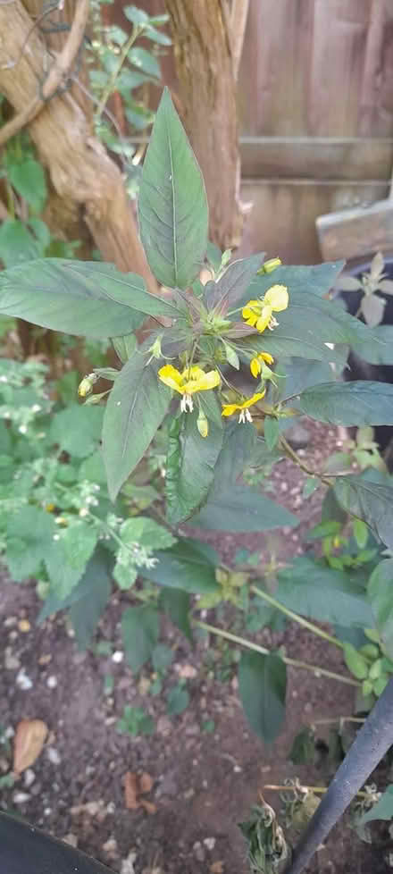 Photo of free Fringed Loosestrife plants (ST17 Baswich, Stafford) #2