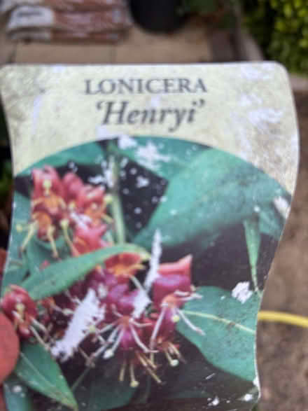 Photo of free Two honeysuckle plants (West End GU24) #2