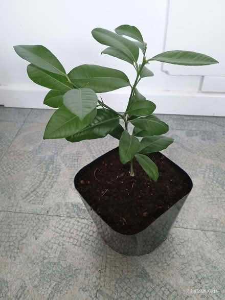 Photo of free Meyer lemon plant (Elizabeth Gate TW8) #1