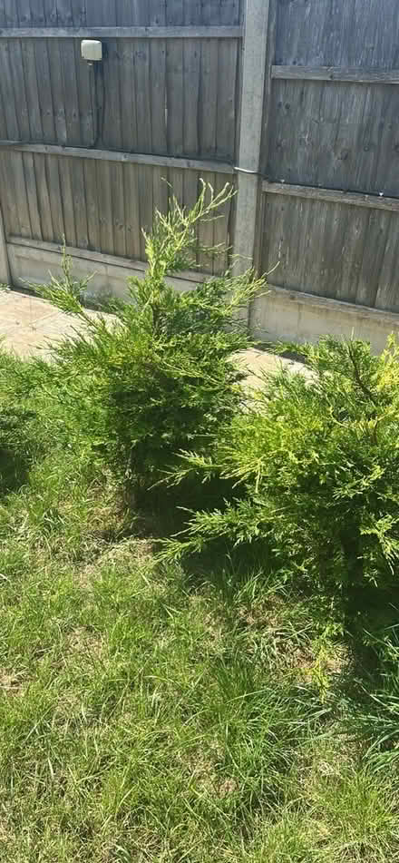 Photo of free Fir tree (LU5) #4