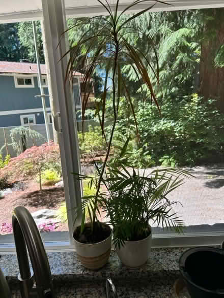 Photo of free plants (Lake Forest Park) #1