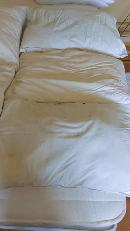 Photo of free Pillows (Flitton MK45) #3