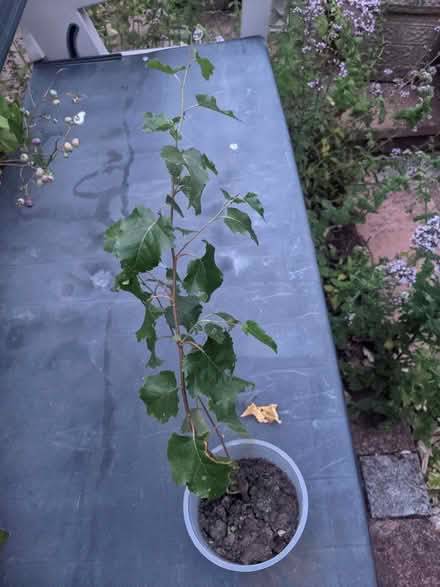 Photo of free Silver birch saplimg (Horspath OX33) #1