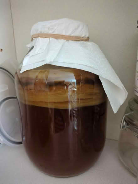Photo of free Kombucha scoby (Bengeo, Hertford SG14) #1