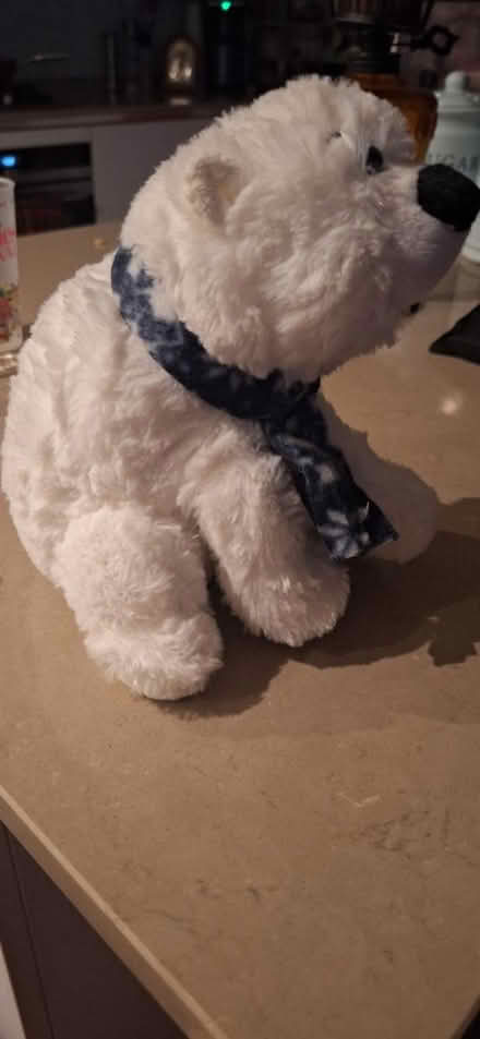 Photo of free White teddy bear (TW8) #2