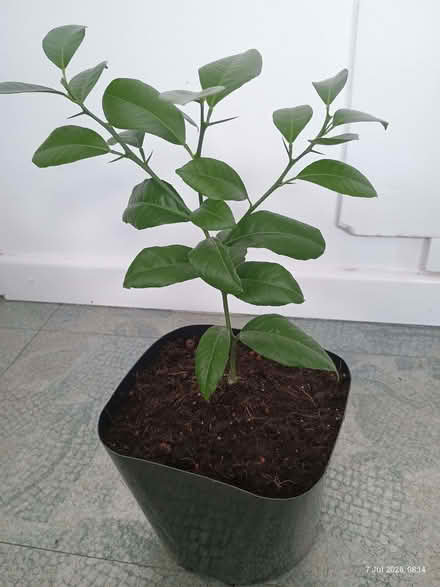 Photo of free Meyer lemon plant (Elizabeth Gate TW8) #2