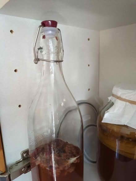Photo of free Kombucha scoby (Bengeo, Hertford SG14) #2